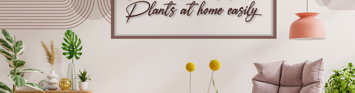 You can grow money plants at home easily You can grow money plants at home easily